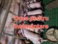 नर सूअर, सूअर — फ़ोटो 1