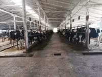 Krava, Swiss cattle — foto 3
