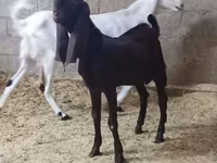 பெண் வெள்ளாடு, Kamori goats — புகைப்படம் 4