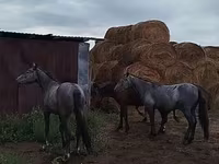 குதிரை, Horse breed — புகைப்படம் 4