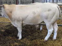 Bull, Blonde d’Aquitane cattle — photo 3