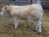 Bull, Blonde d’Aquitane cattle — photo 1