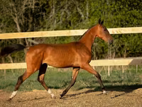 Kůň, Akhal-Teke — foto 4