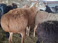 ஆண் ஆடு, Arashan sheep — புகைப்படம் 3