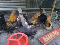 Chickens — புகைப்படம் 1