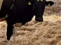 Vaca, Raza Holstein — foto 6