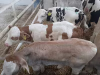 Bull, Simmental cattle — photo 2