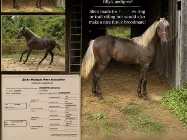 Klisna, Rocky Mountain Horse
