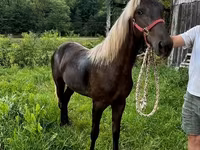 Klisna, Rocky Mountain Horse — foto 5