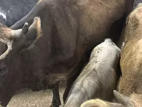 Vaca, Ukrainian Brown Dairy Cattle — foto 1