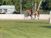 Hengst, Rocky Mountain Horse — Foto 2