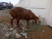 பெண் ஆடு, Arashan sheep — புகைப்படம் 3