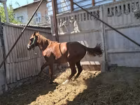 Kůň, Arabian horse — foto 3