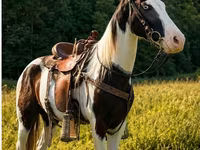 حصان, Appaloosa — الصورة 1