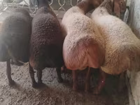 ஆண் ஆடு, Arashan sheep — புகைப்படம் 2