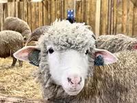 Widder, Kuibyshev sheep — Foto 3