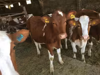 Cow, Red-spotted breed — photo 4