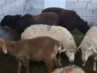 Sheep, Sheep — photo 4