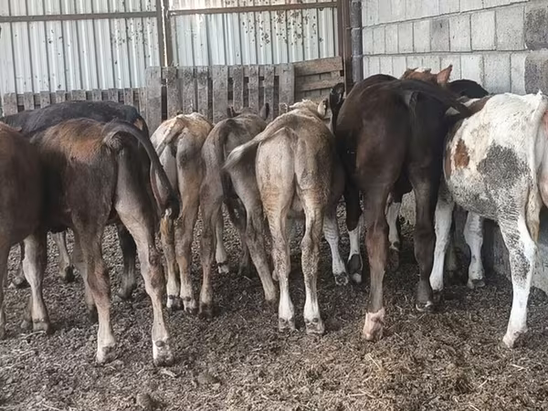 Aberdeen-Angus