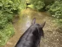 Klisna, Przewalski's horse — foto 4