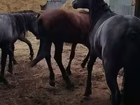 குதிரை, Horse breed — புகைப்படம் 6