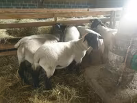 نعجة, Baerchuke sheep — الصورة 1