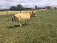 بقرة, Partenaise cattle — الصورة 3