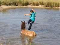 Caballo, Gypsy horse — foto 3