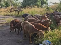 Beran, Arashan sheep — foto 4
