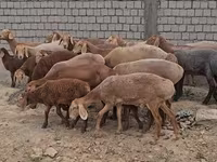 Beran, Arashan sheep — foto 2