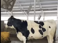 Vaca, Ganado vacuno — foto 7
