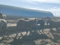 குதிரை, Horse breed — புகைப்படம் 3