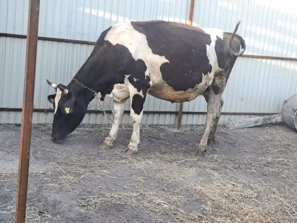 Holštajnska rasa