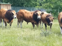 காளை, Partenaise cattle — புகைப்படம் 1