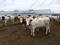 Býk, Yaroslavl cattle — foto 7