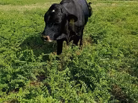 Bulle, Rote hornlose Kuh — Foto 2