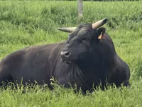 Cow, Wagyu — photo 4