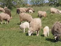 Sheep, Katum sheep — photo 5