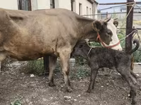 Kuh, Simmental cattle — Foto 2