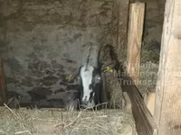 बकरी, Alpine goat — फ़ोटो 4
