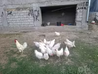 لوهمان براون — الصورة 2