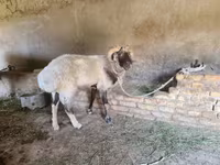 كبش, Rhon sheep — الصورة 4