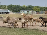 Widder, Hissar sheep — Foto 8