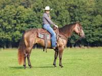 حصان, Quarter Horse — الصورة 2