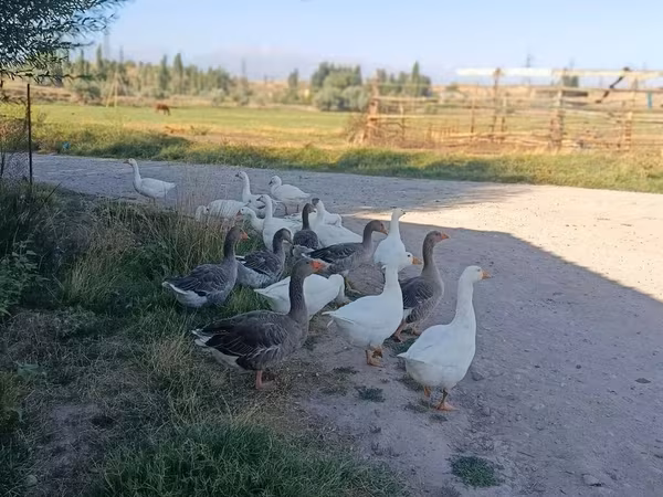 Geese