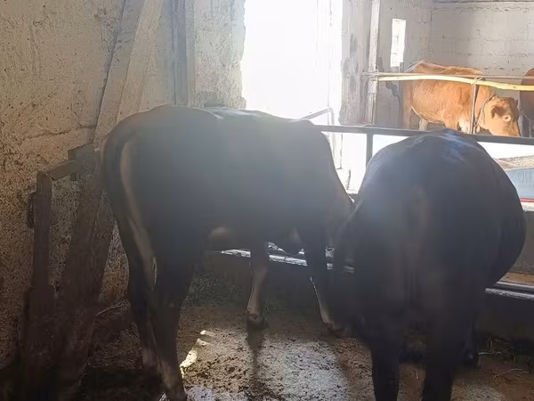 Alatau plemeno