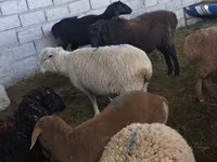 Sheep, Tian-Shan semifinewool sheep — photo 4