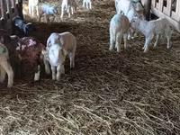 Sheep, Awassi sheep — photo 4