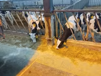 Býk, Yaroslavl cattle — foto 1