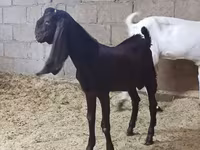 பெண் வெள்ளாடு, Kamori goats — புகைப்படம் 5